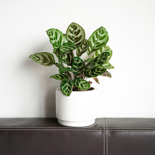 Calathea makoyana