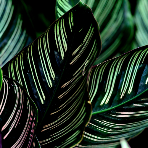Calathea Ornata
