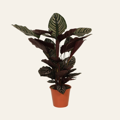 Calathea Ornata