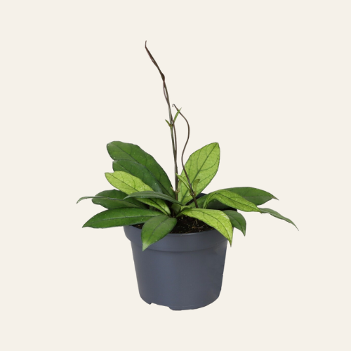 Hoya Crassipetiolata