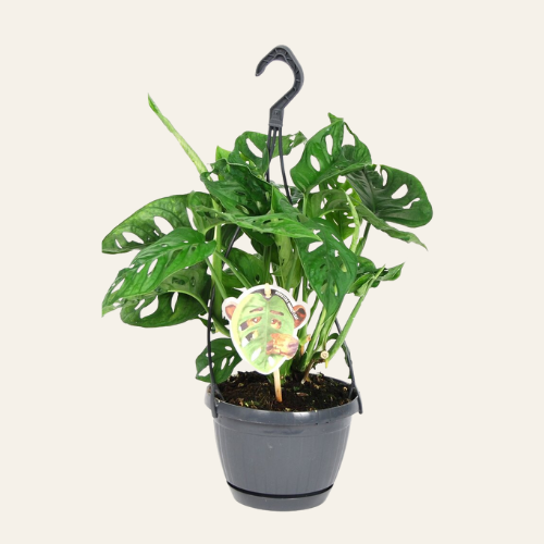 Monstera Adansonii ‘Monkey Leaf’