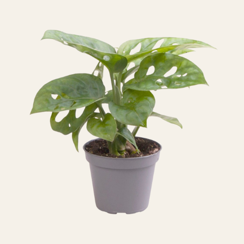 Monstera Adansonii ‘Monkey Leaf’