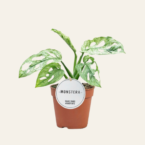 Monstera Adansonii Mint