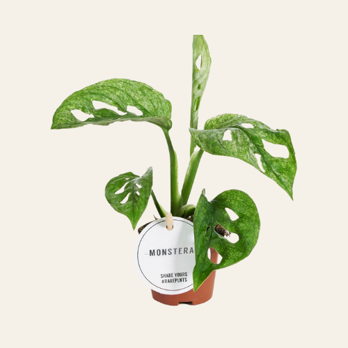 Monstera Adansonii Mint
