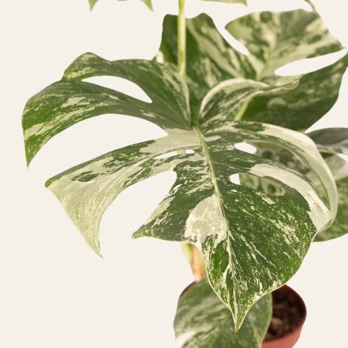 Monstera Deliciosa 'Variegata'