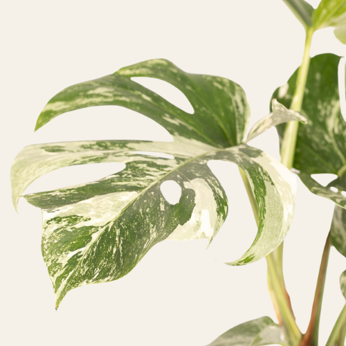 Monstera Deliciosa 'Variegata'