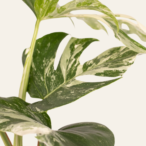 Monstera Deliciosa 'Variegata'