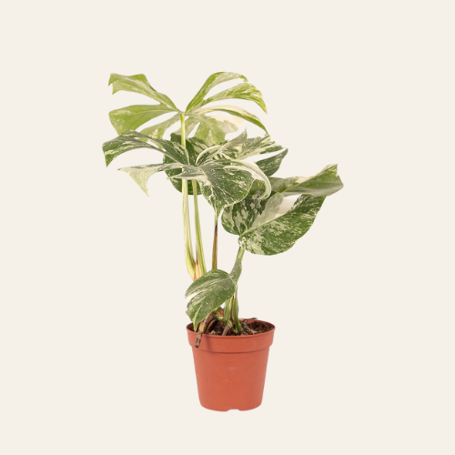 Monstera Deliciosa 'Variegata'