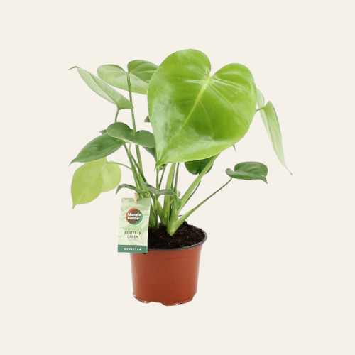 Monstera Deliciosa