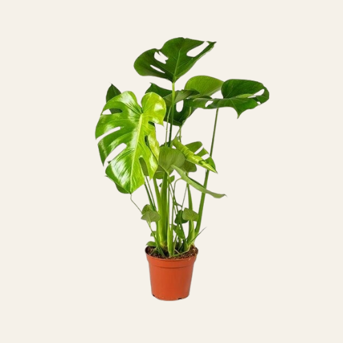 Monstera Deliciosa