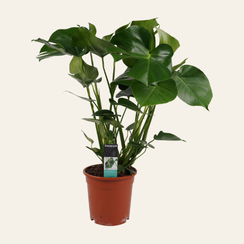 Monstera Deliciosa