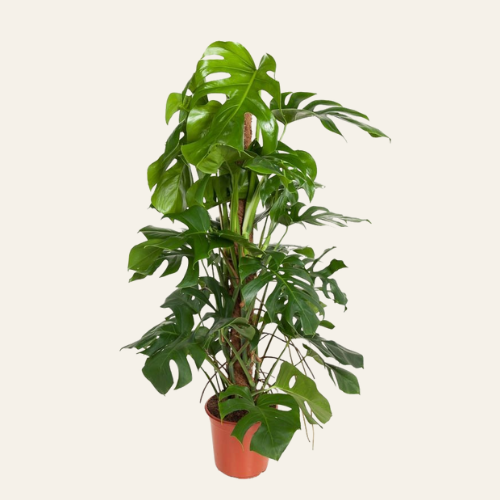 Monstera Deliciosa
