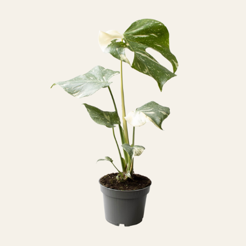Monstera Thai Constellation