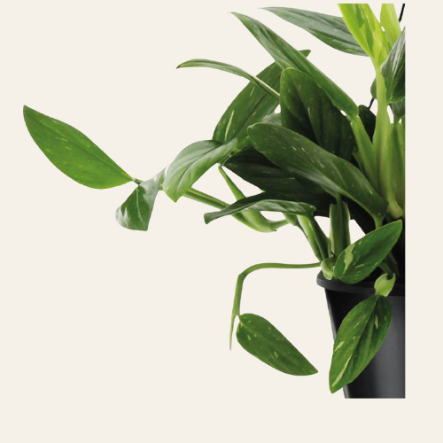 Philodendron Cobra