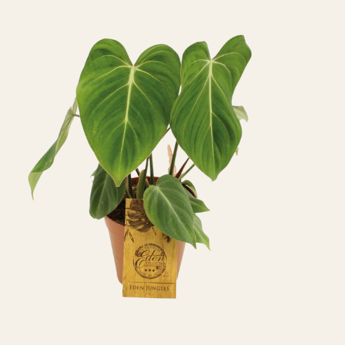 Philodendron Gloriosum