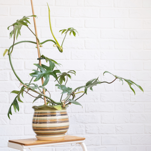 Philodendron Mayoi