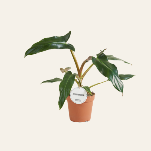 Philodendron Mexicanum