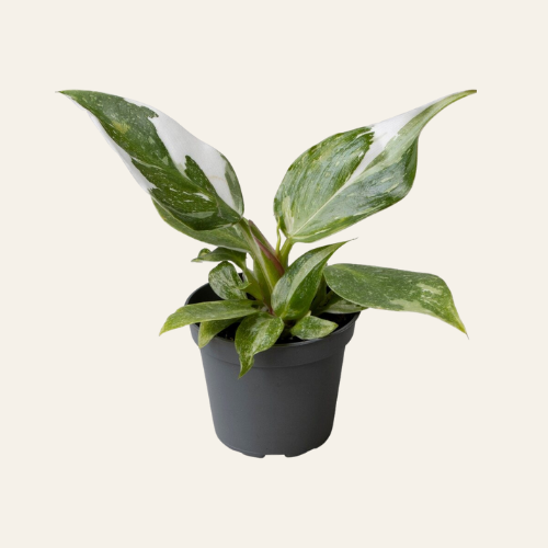Philodendron White Princess