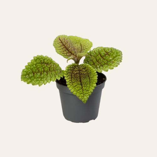 Pilea Moon Valley