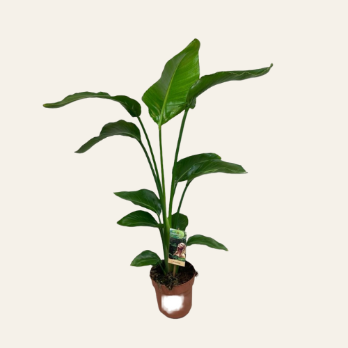 Strelitzia Nicolai