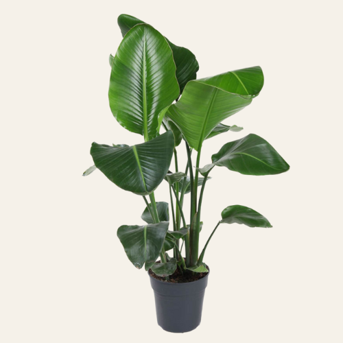 Strelitzia Nicolai