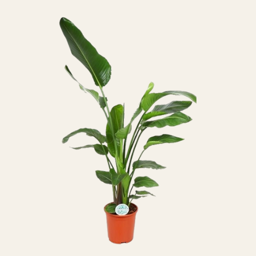 Strelitzia Nicolai