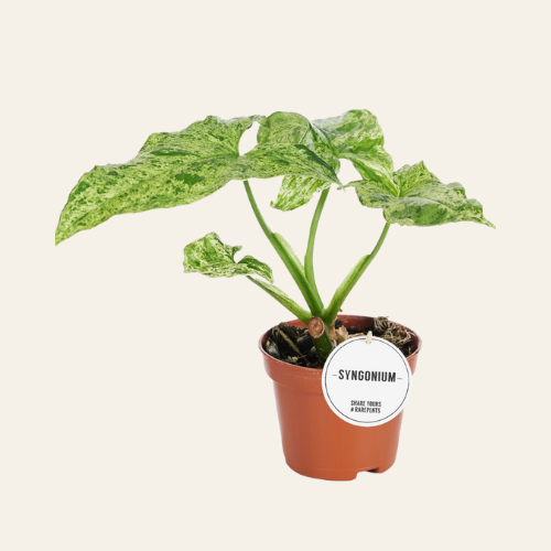 Syngonium 'Mottled'