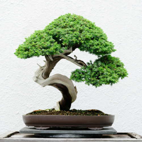 Bonsai