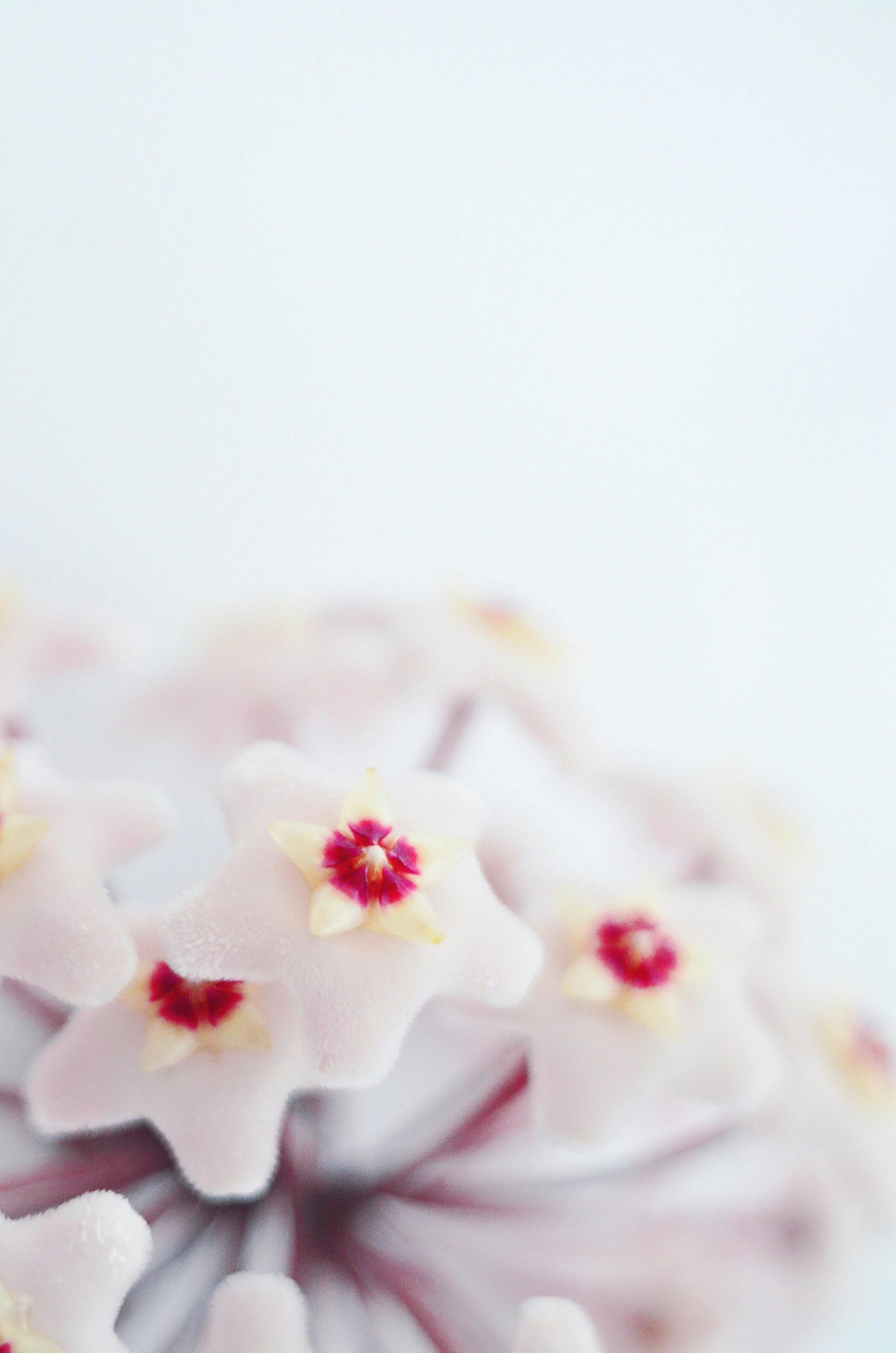 Hoya