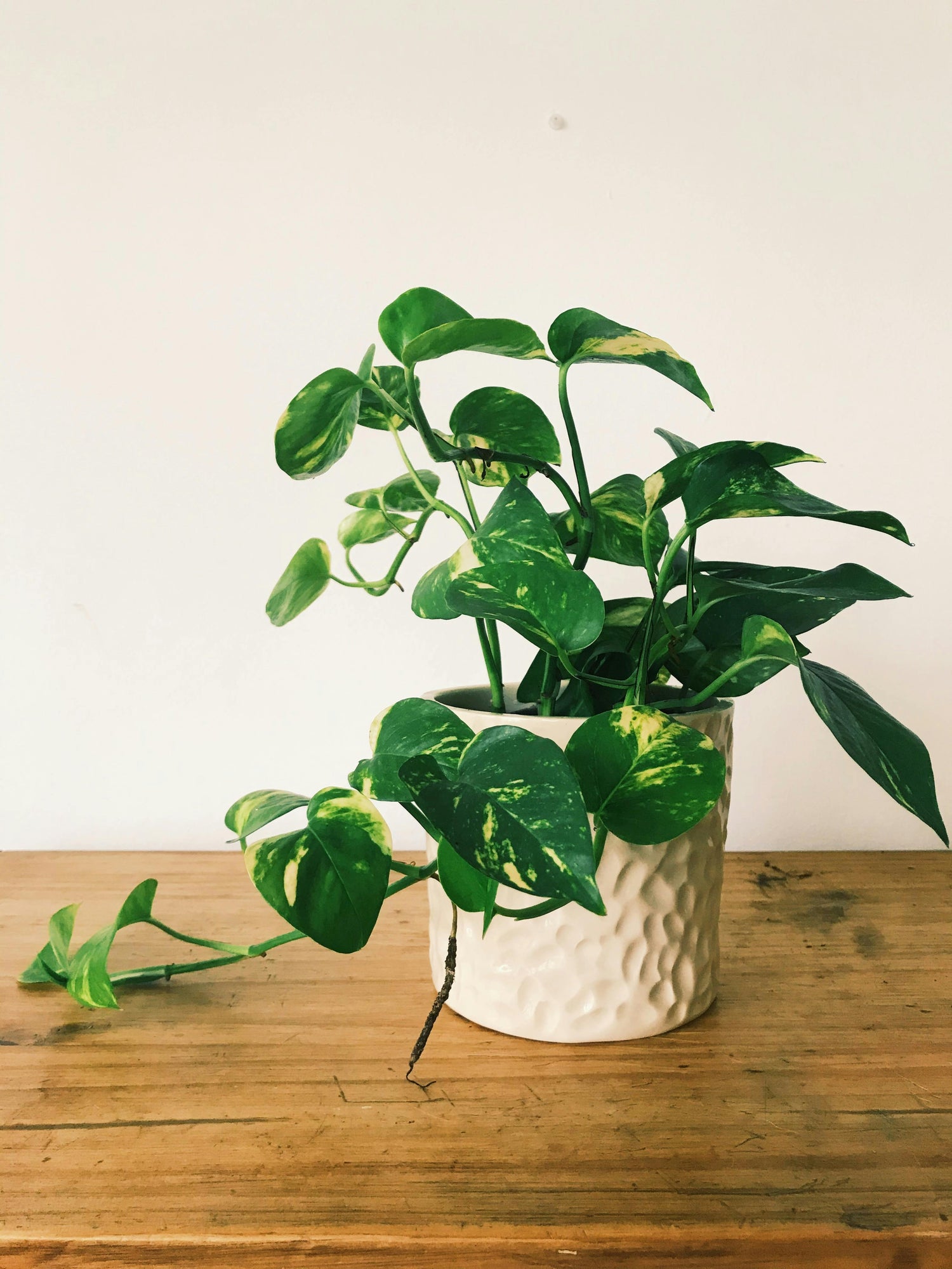 Epipremnum (Pothos)