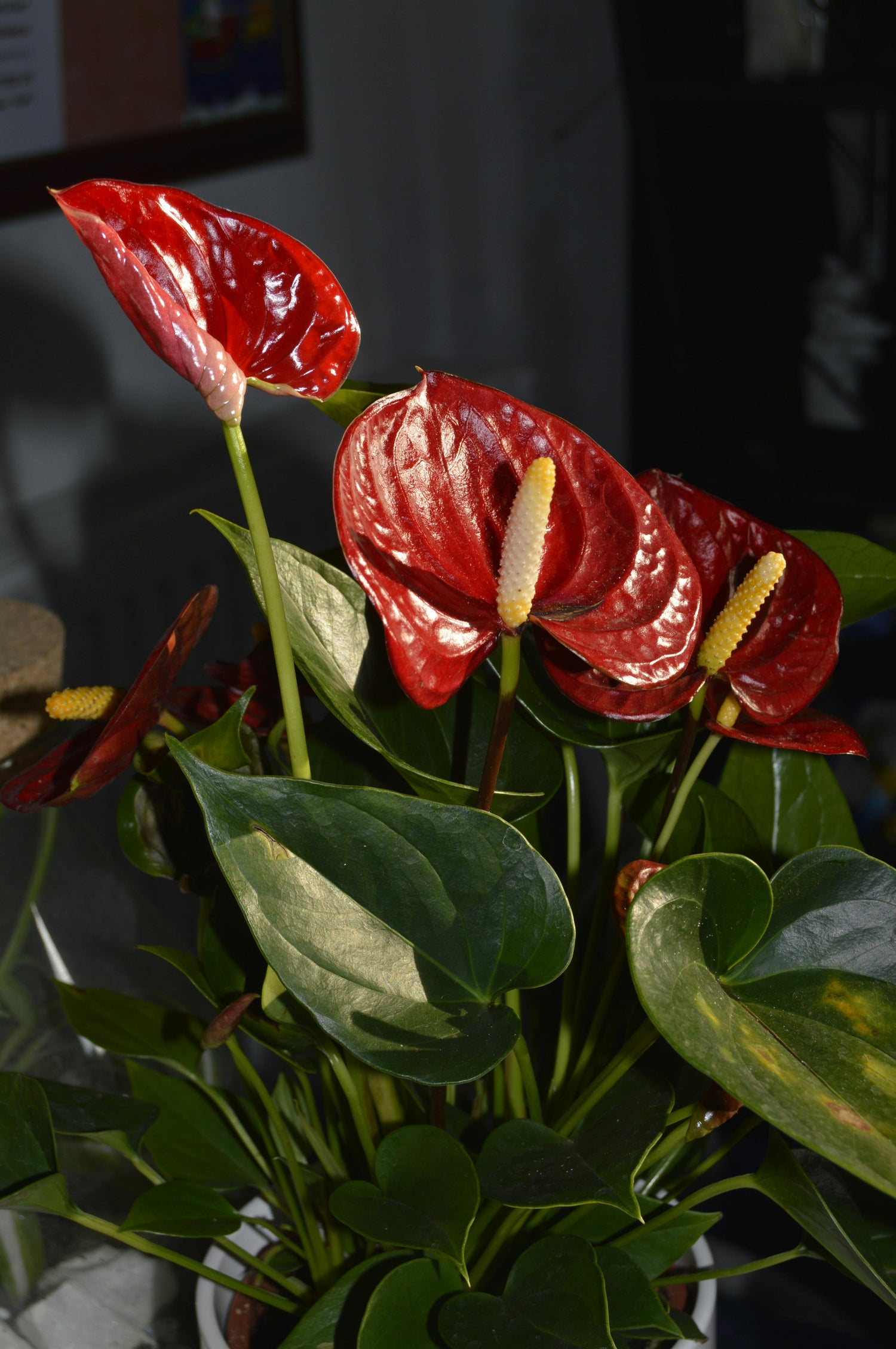 Anthurium