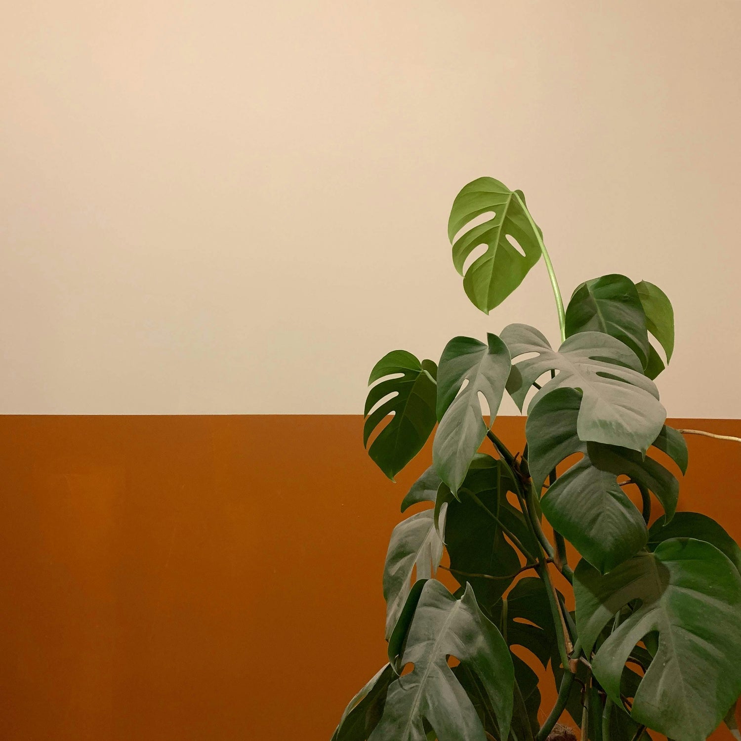 Monstera