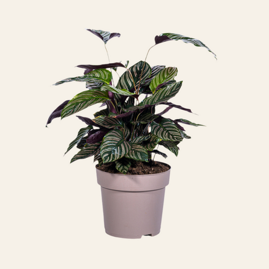 Calathea Ornata Sanderiana