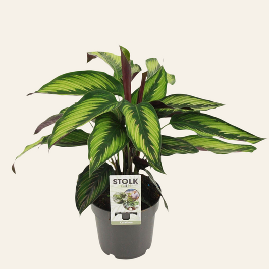 Calathea Majestica Princeps - Ø14cm - ↕45cm