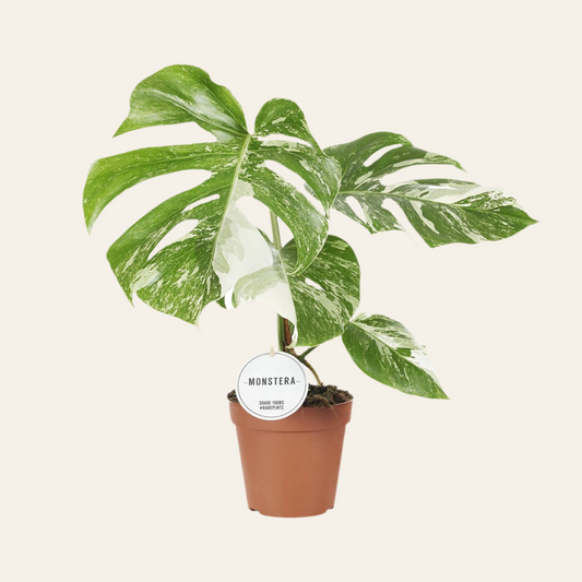 Monstera Deliciosa Variegata - Ø15cm - ↕45cm