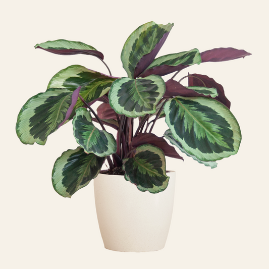 Calathea Medallion con vaso Viber bianco - 65cm - Ø19