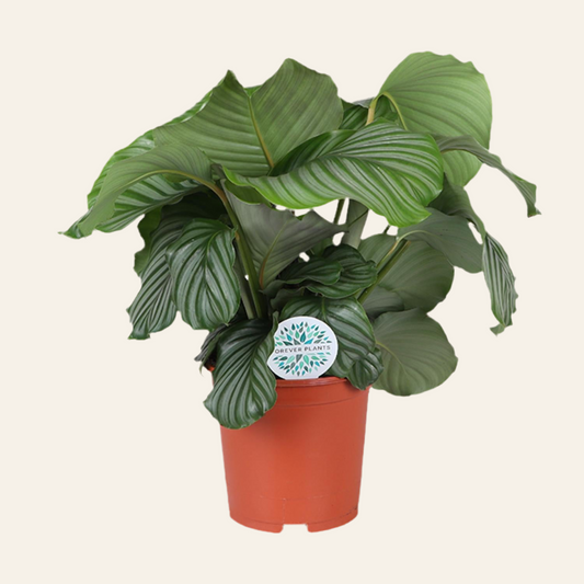 Calathea Orbifolia - Ø21cm - ↕70cm