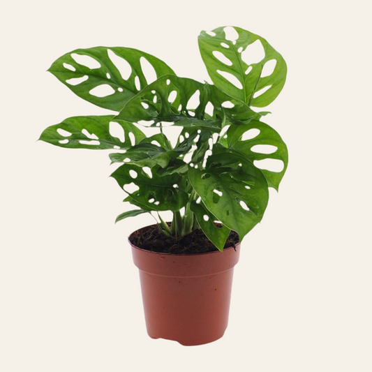 Monstera Monkey Leaf
