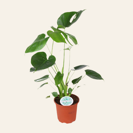 Monstera Deliciosa