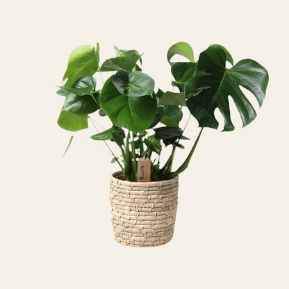 Monstera Deliciosa - Ø21cm - ↕60cm