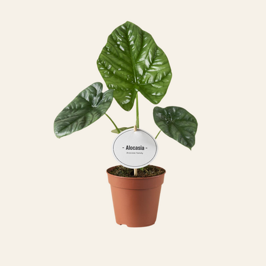 Alocasia Lukiwan - Ø12cm - ↕20cm