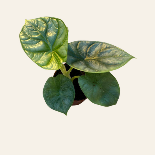 Alocasia Silver Dragon - Ø6cm - ↕10cm