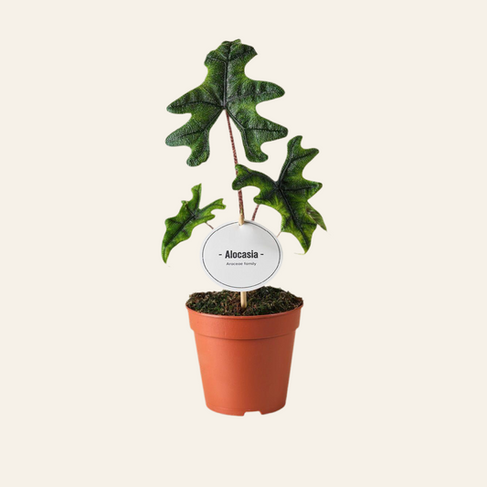 Alocasia Jacklyn - Ø12cm - ↕30cm