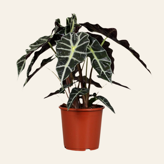 Alocasia Polly - Ø17cm - ↕45cm