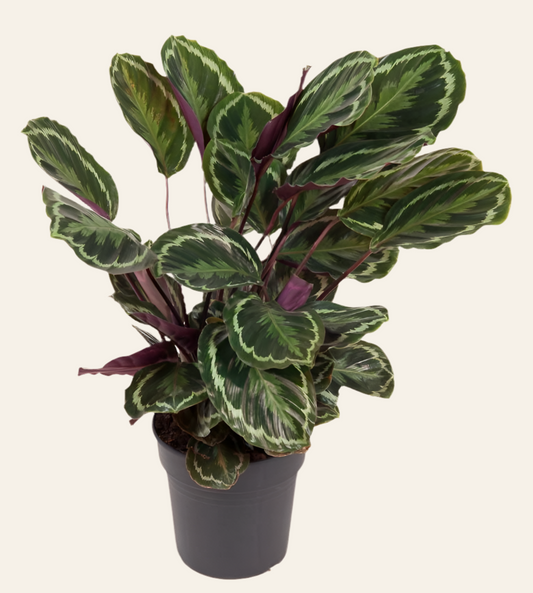 Calathea Medallion - 80 cm - Ø24cm