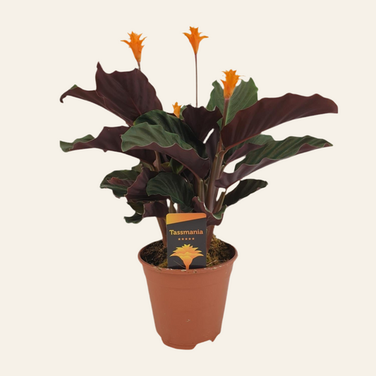 Calathea Crocata - Ø14cm - ↕40cm