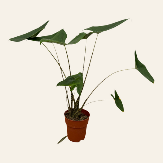 Alocasia Zebrina - 80 cm - Ø21cm
