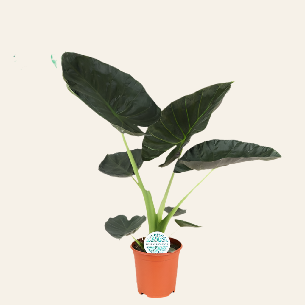 Alocasia Regal Shield - Ø21cm - ↕90cm