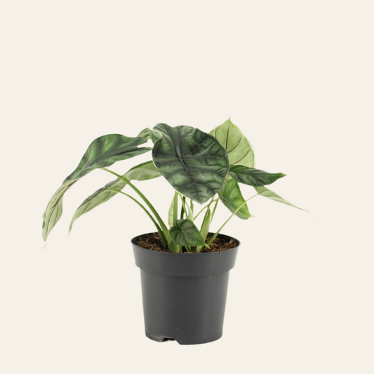 Alocasia Dragon Scale - Ø14cm - ↕25cm