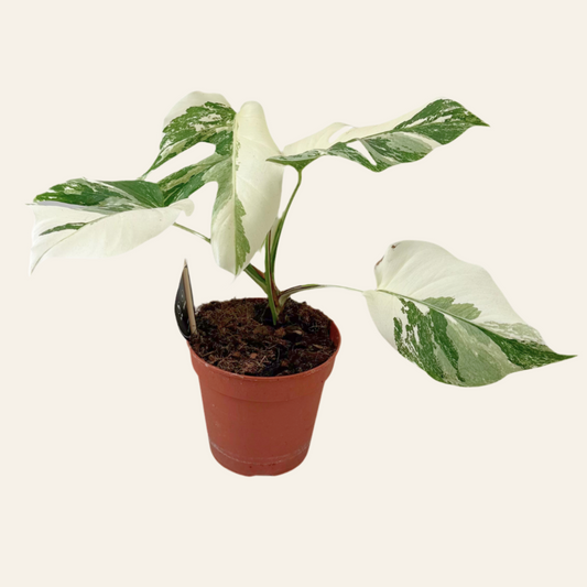 Monstera Deliciosa Variegata Super White - Ø15cm - ↕35-40cm
